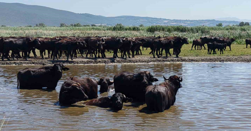 Afrika savanasını andıran görüntüler Bursa’dan