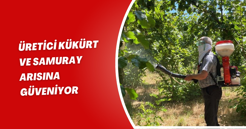 Kokarca ile mücadele sürüyor