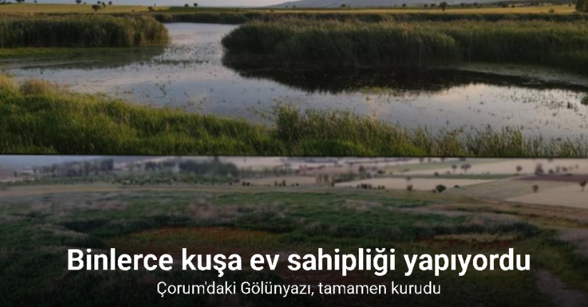 Binlerce kuşa ev sahipliği yapan sulak alan tamamen kurudu