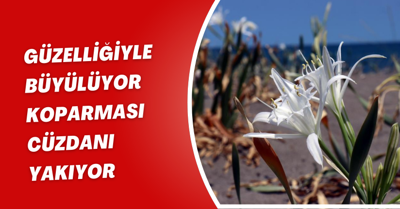 Güzelliğiyle büyülüyor, koparması cüzdanı yakıyor