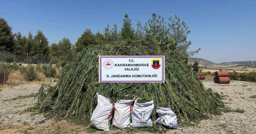 Mısır tarlasında ele geçirilen 45 bin kök kenevire 4 tutuklama