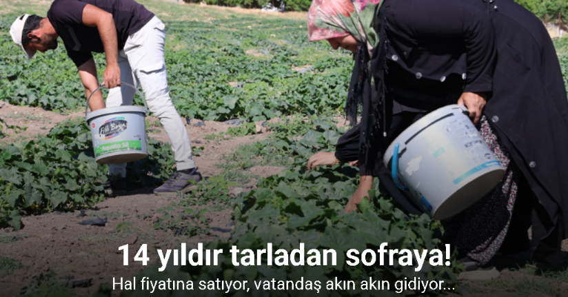 14 yıldır tarladan sofraya: Hal fiyatına organik salatalık