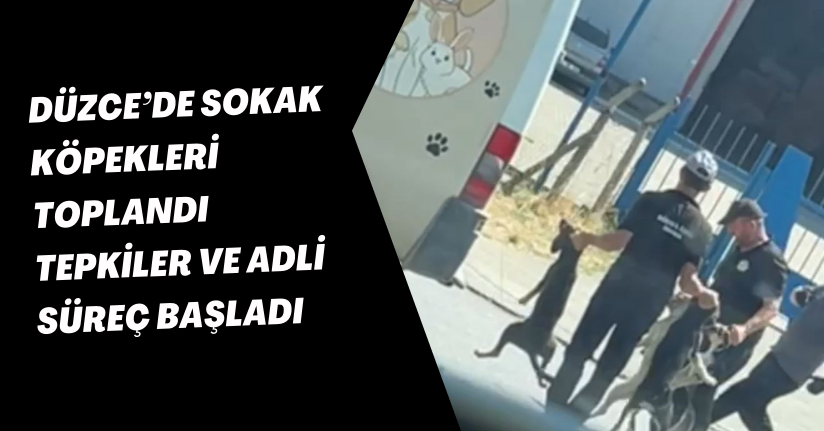 Düzce’de Sokak Köpekleri Toplandı, Tepkiler ve Adli Süreç Başladı