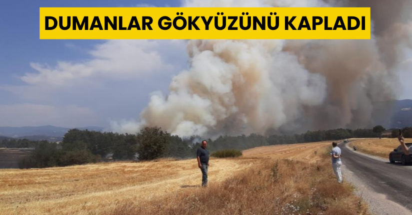 Bolu'da anız yangını ormana sıçradı