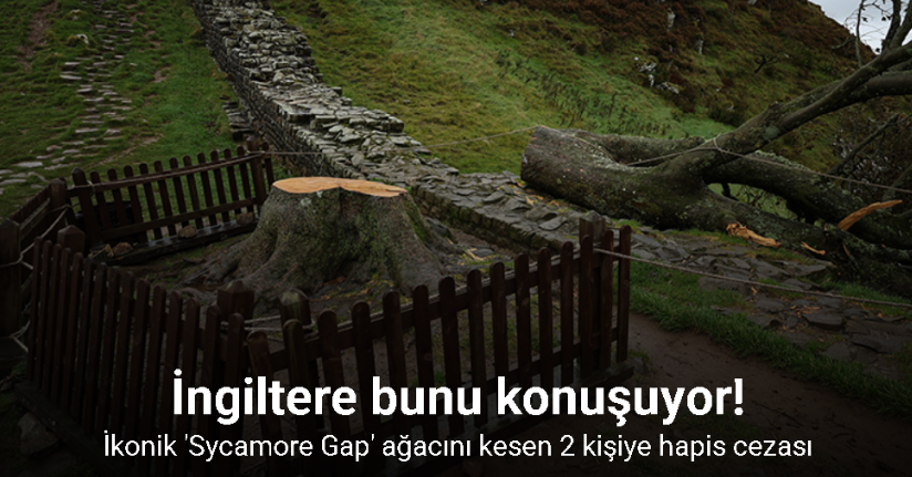 İngiltere’nin ikonik 'Sycamore Gap' ağacını kesen 2 kişiye hapis cezası