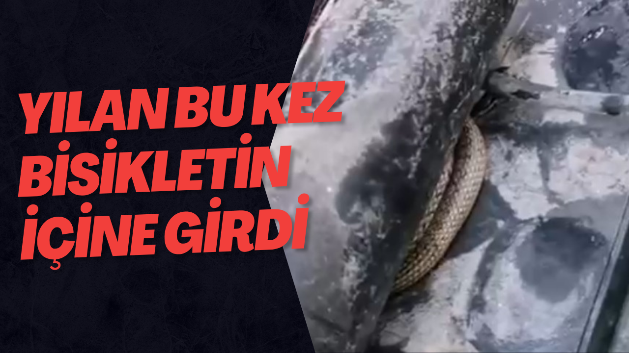 Yılan Bu Kez Bisikletin İçine Girdi