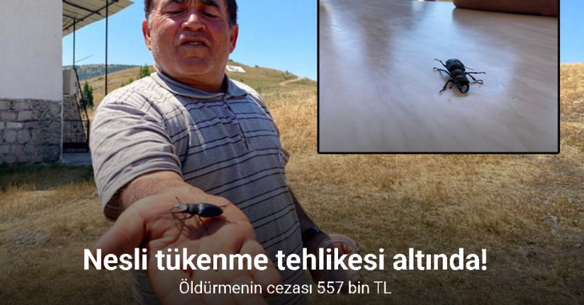 Öldürmenin cezası 557 bin TL, Sivas’ta görüldü