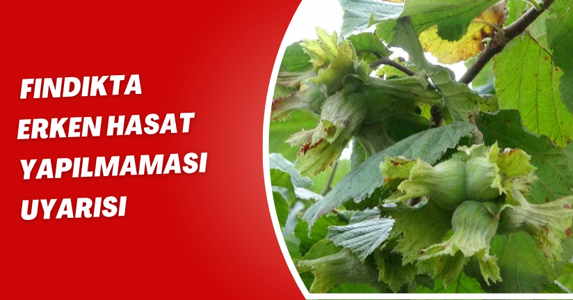 Fındıkta ‘erken hasat yapılmaması’ uyarısı