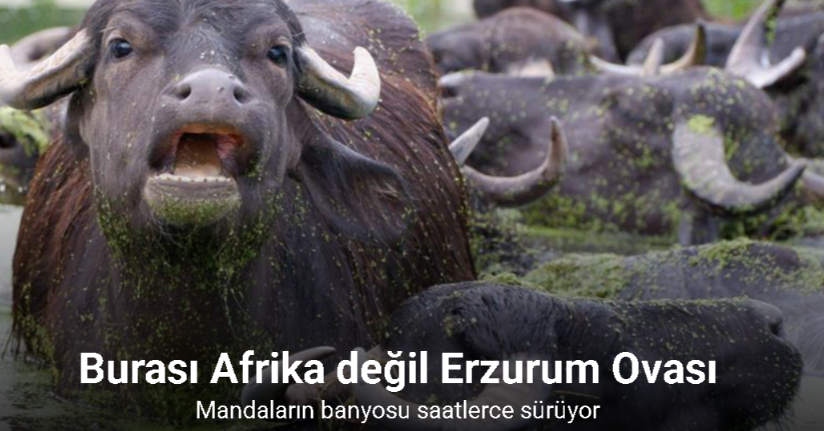 Burası Afrika değil Erzurum Ovası