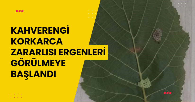 Kahverengi korkarca zararlısı ergenleri görülmeye başlandı