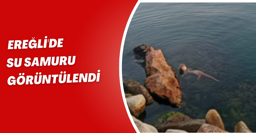 Ereğli'de su samuru görüntülendi