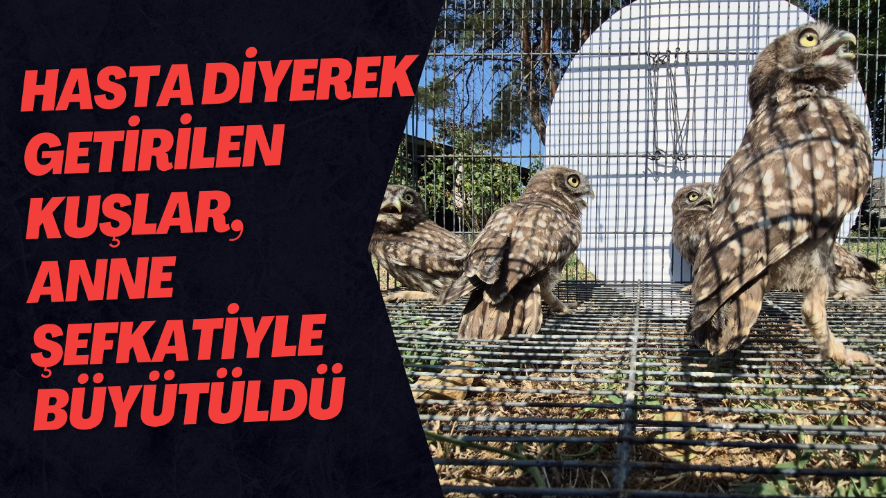 Hasta Diyerek Getirilen Kuşlar, Anne Şefkatiyle Büyütüldü