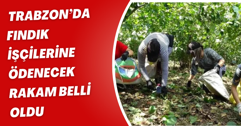 Trabzon’da fındık işçilerine ödenecek rakam belli oldu
