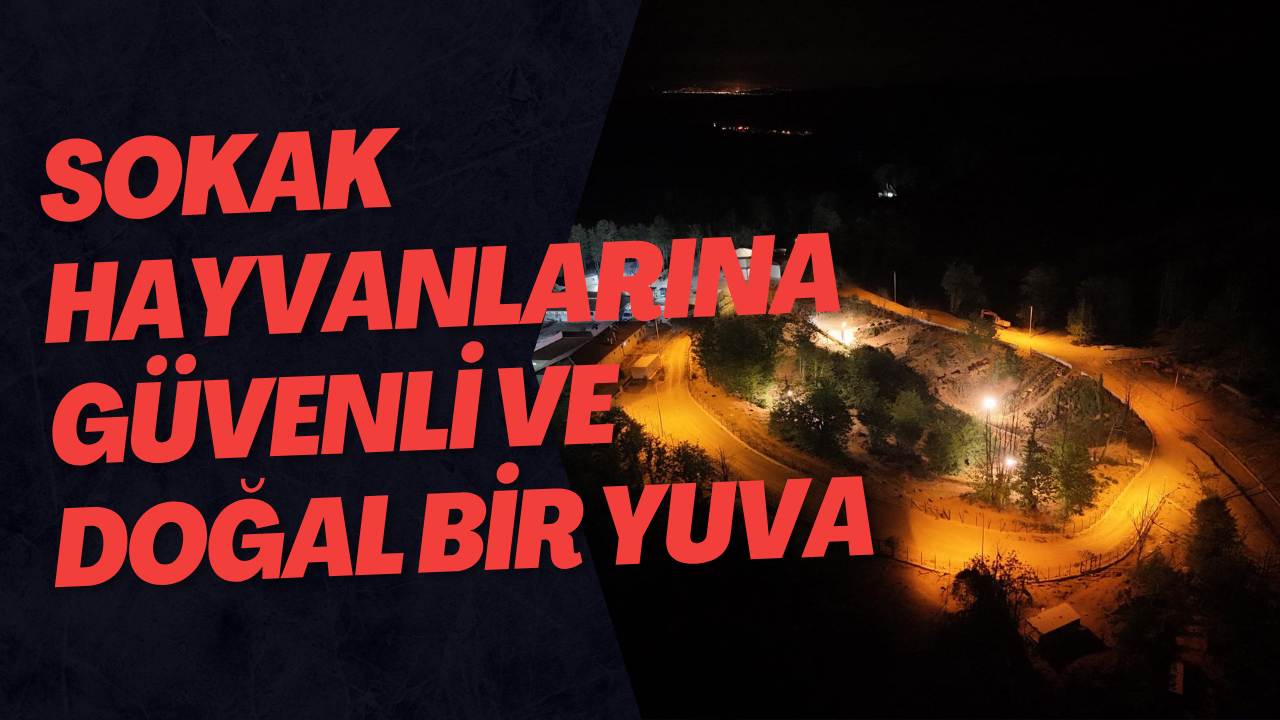 Sokak Hayvanlarına Güvenli Ve Doğal Bir Yuva