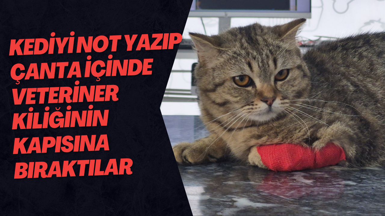 Kediyi Not Yazıp Çanta İçinde Veteriner Kiliğinin Kapısına Bıraktılar