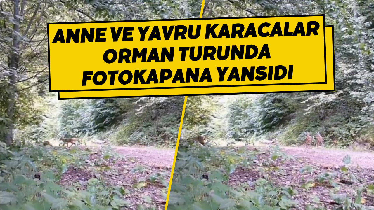 Anne Ve Yavru Karacalar Orman Turunda Fotokapana Yansıdı