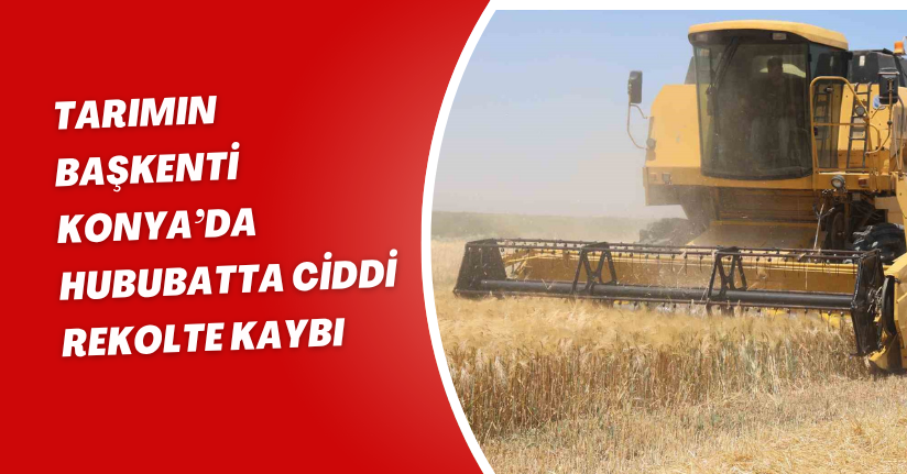 Tarımın başkenti Konya’da hububatta ciddi rekolte kaybı