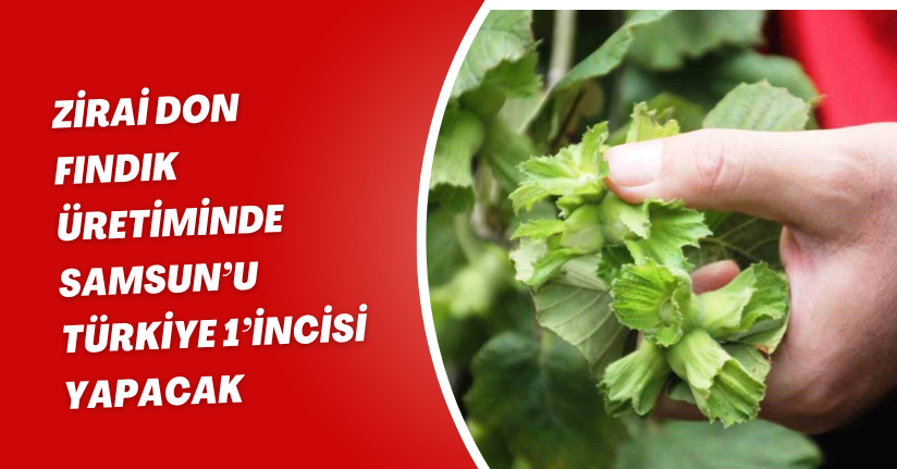 Zirai don, fındık üretiminde Samsun’u Türkiye 1’incisi yapacak