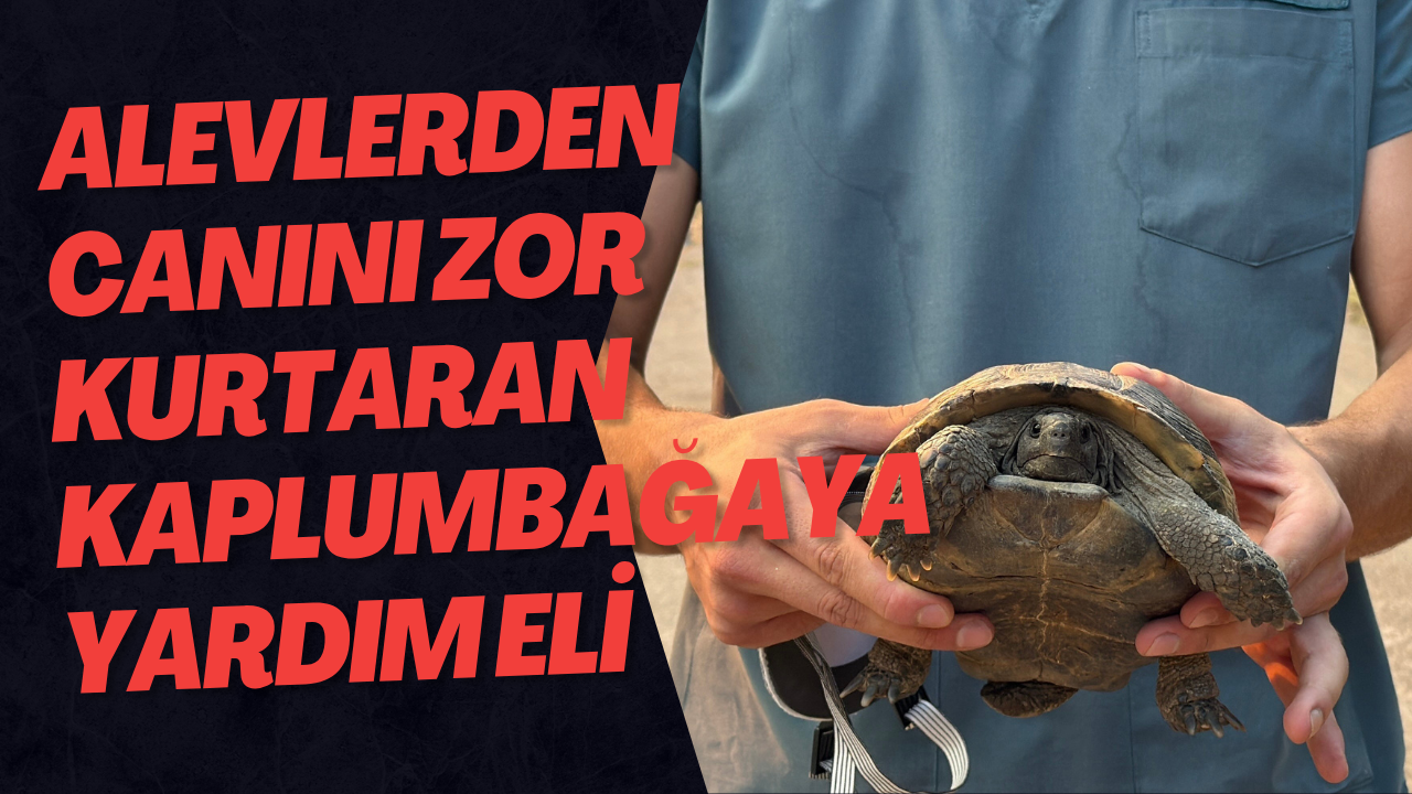 Alevlerden Canını Zor Kurtaran Kaplumbağaya Yardım Eli