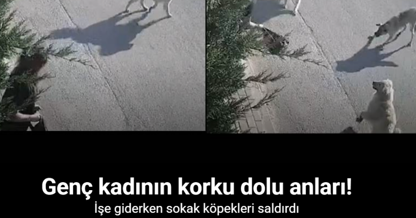 İşe giderken sokak köpekleri saldırdı, genç kadın canını zor kurtardı