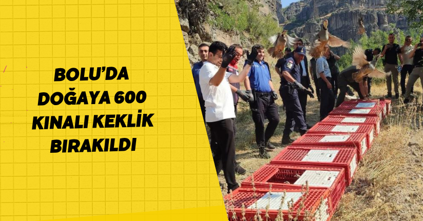 Bolu’da doğaya 600 kınalı keklik bırakıldı
