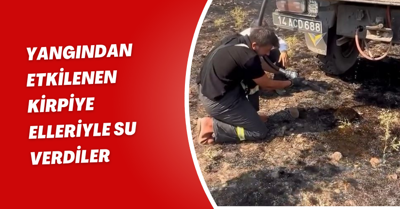 Yangından etkilenen kirpiye elleriyle su verdiler