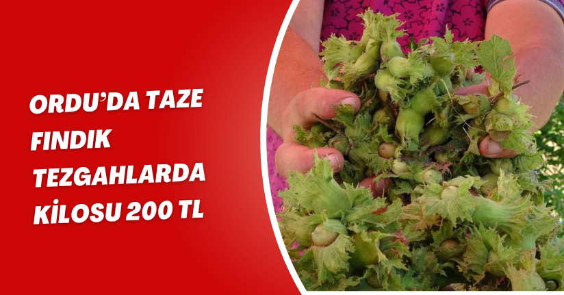 Ordu’da taze fındık tezgahlarda: Kilosu 200 TL