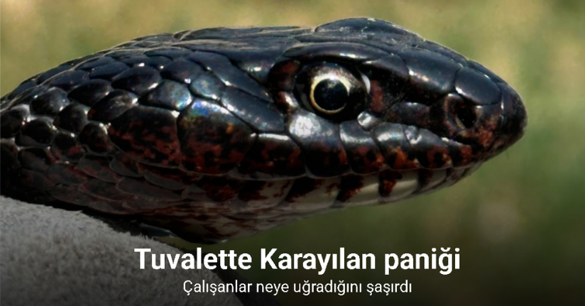 Tuvalete giren karayılan, yakalanarak doğal ortamına bırakıldı
