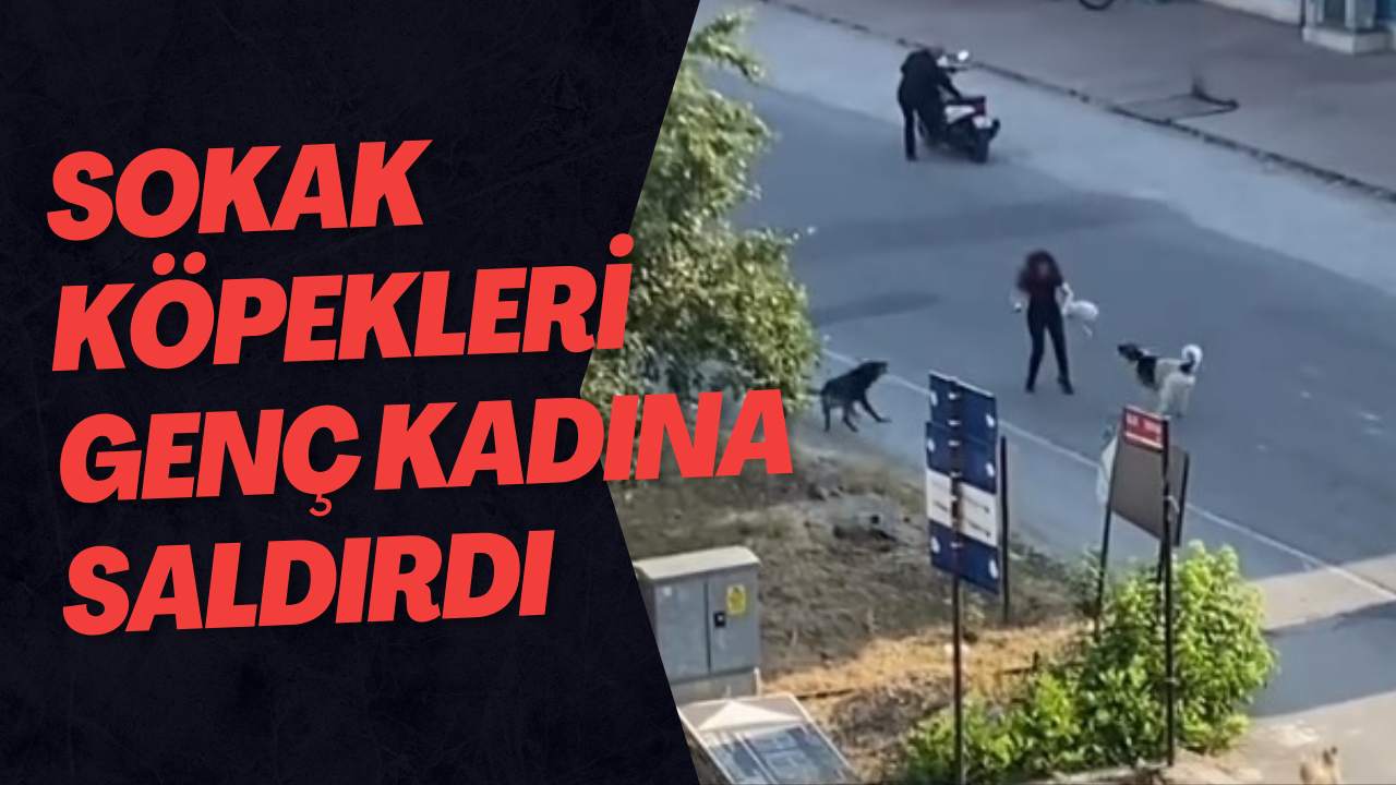 Sokak Köpekleri Genç Kadına Saldırdı
