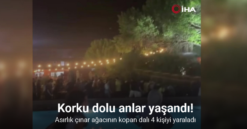 Asırlık çınar ağacının kopan dalı 4 kişiyi yaraladı