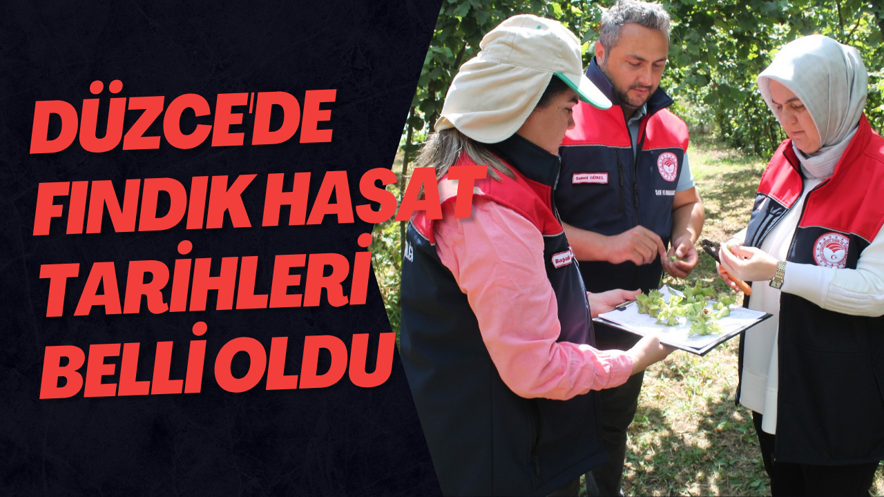Düzce'de Fındık Hasat Tarihleri Belli Oldu