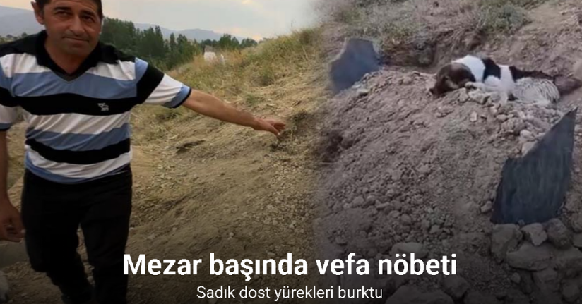 Mezar başında vefa nöbeti: Sahibinin mezarından ayrılmıyor