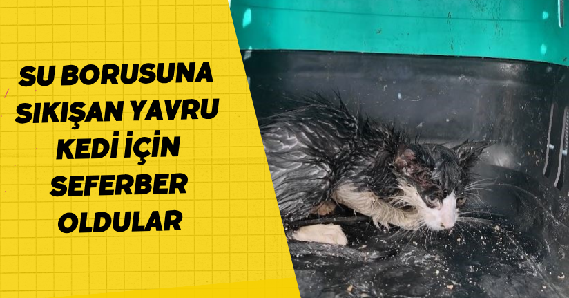 Su borusuna sıkışan yavru kedi için seferber oldular