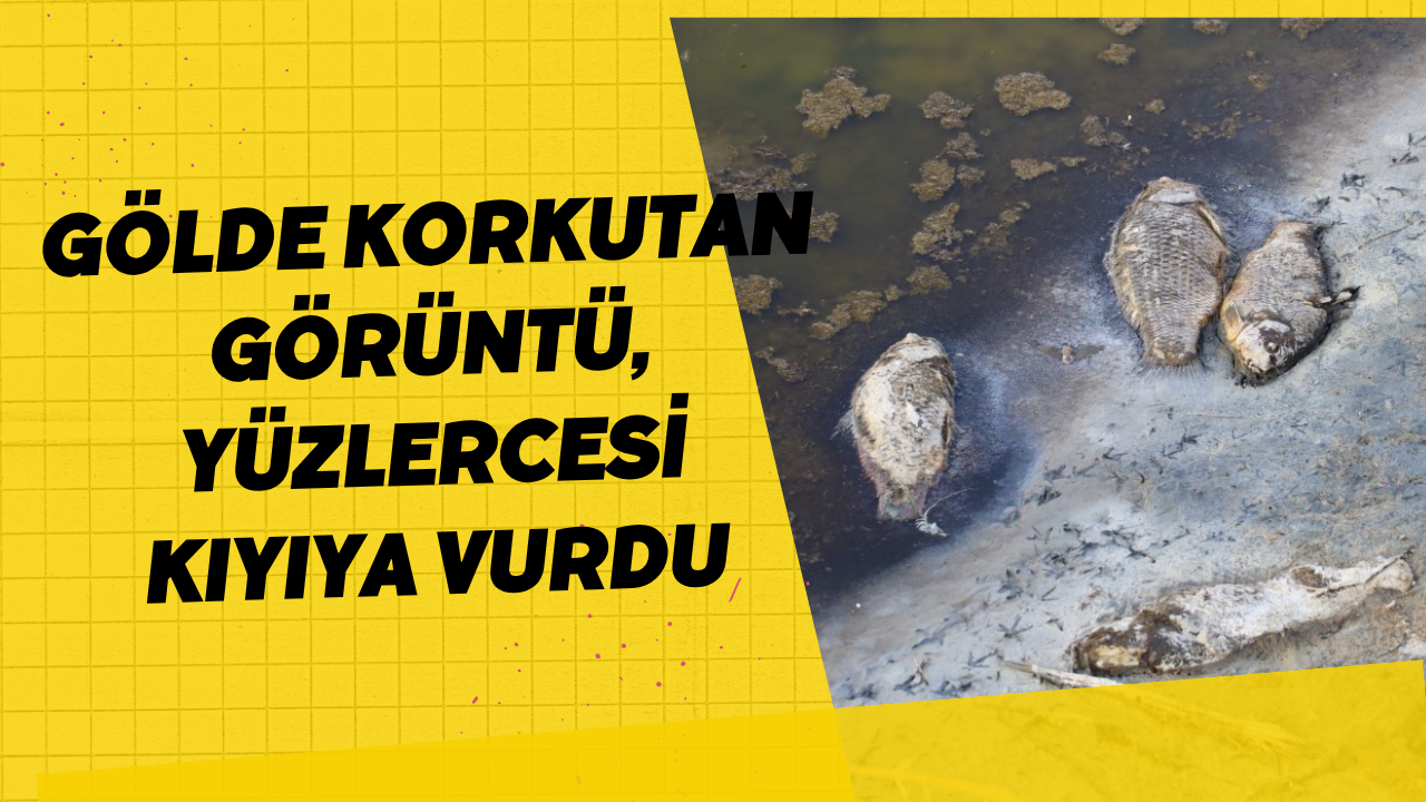 Gölde korkutan görüntü, yüzlercesi kıyıya vurdu
