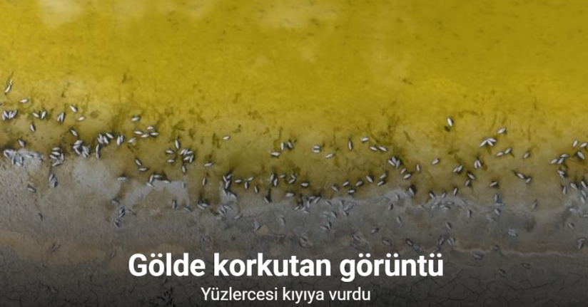Gölde korkutan görüntü, yüzlercesi kıyıya vurdu