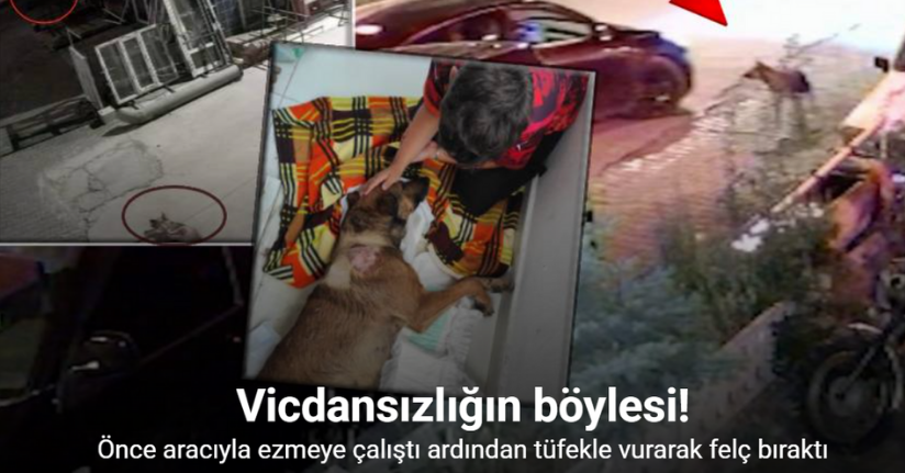 Köpeği önce aracıyla ezmeye çalıştı ardından tüfekle vurarak felç bıraktı