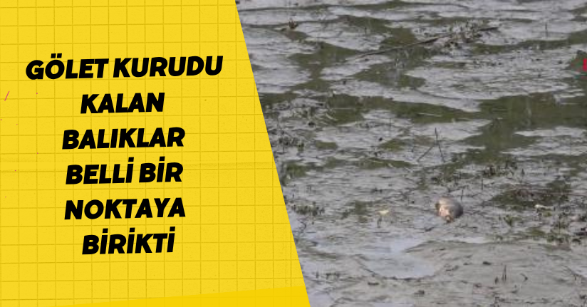 Gölet kurudu; kalan balıklar belli bir noktaya birikti