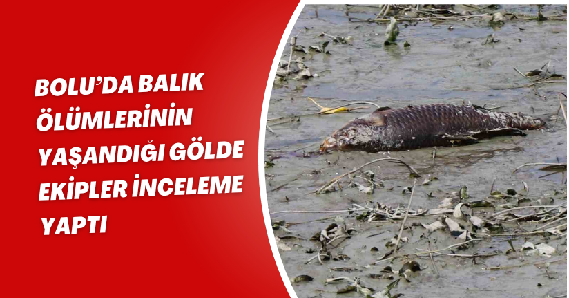 Bolu’da balık ölümlerinin yaşandığı gölde ekipler inceleme yaptı