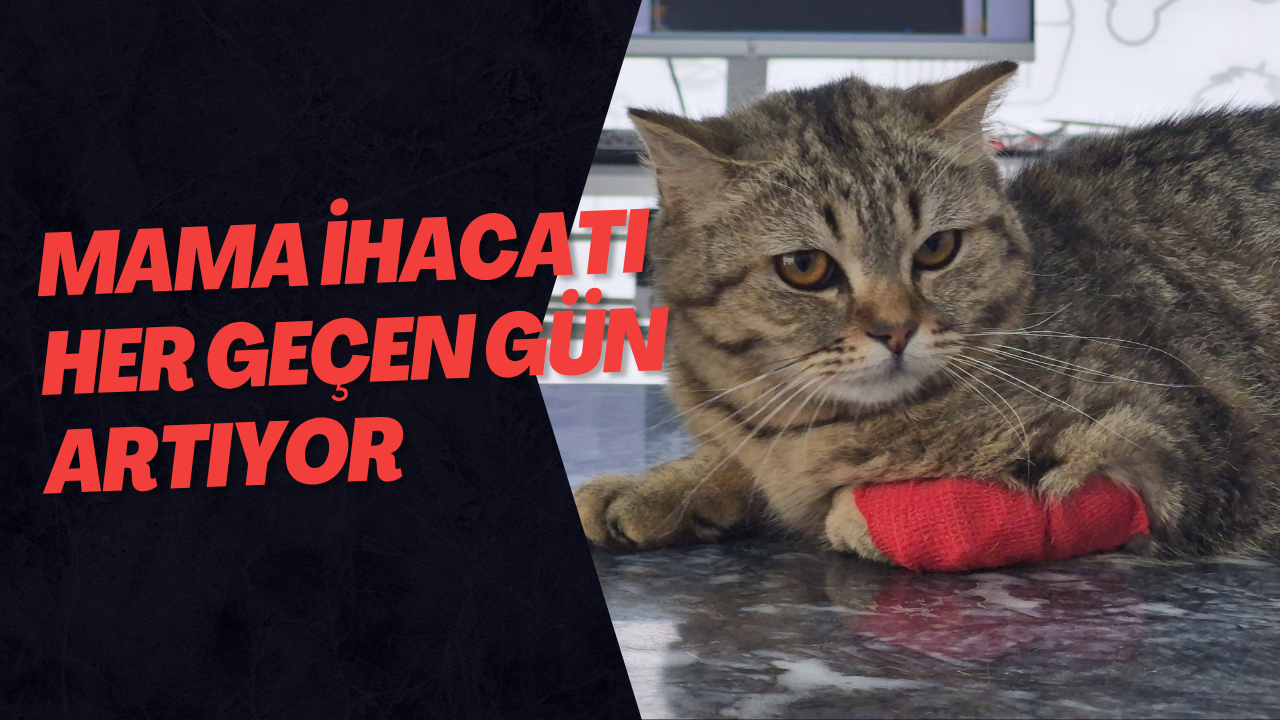Mama İhacatı Her Geçen Gün Artıyor