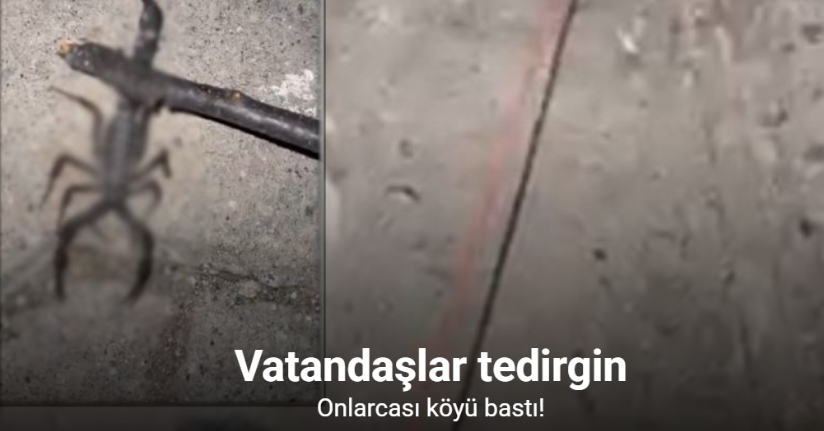 Batman’da köyü akrepler bastı; köylüler tedirgin