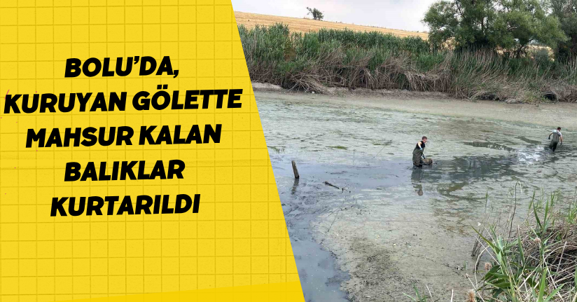 Bolu’da, kuruyan gölette mahsur kalan balıklar kurtarıldı