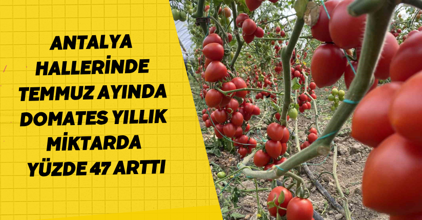 Antalya hallerinde temmuz ayında domates yıllık miktarda yüzde 47 arttı