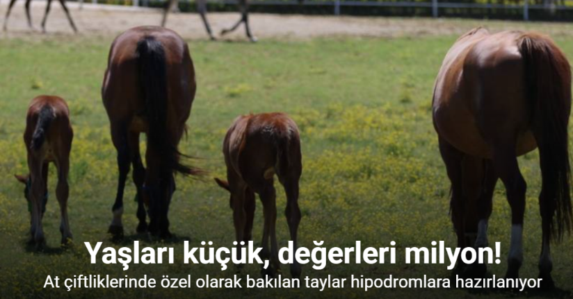 Yaşları küçük, değerleri milyon