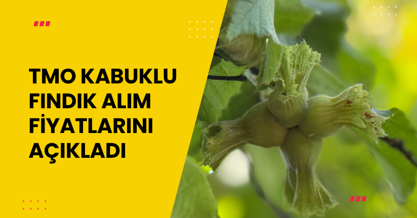 TMO kabuklu fındık alım fiyatlarını açıkladı