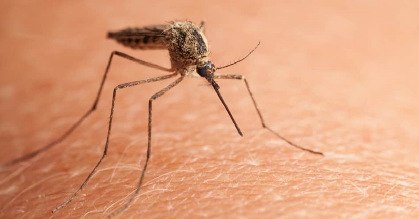 Çin’de 'chikungunya' virüsü alarmı
