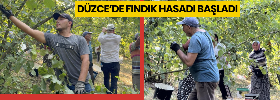 Düzce’de Fındık Hasadı Başladı