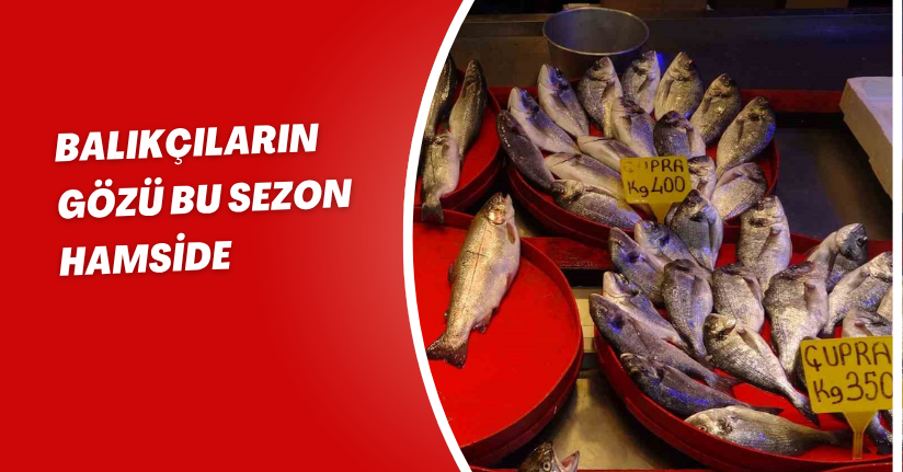 Balıkçıların gözü bu sezon hamside