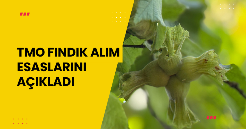 TMO fındık alım esaslarını açıkladı