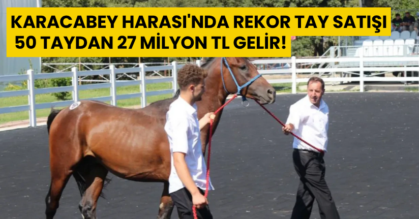 Karacabey Harası'nda Rekor Tay Satışı: 50 Taydan 27 Milyon TL Gelir!
