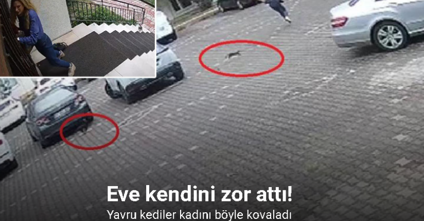 Yavru kediler, önlerine kattıkları kadını evine kadar kovaladı